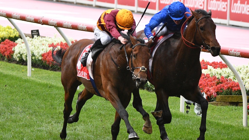 Two horses finish alongside each other in the Cox Plate.