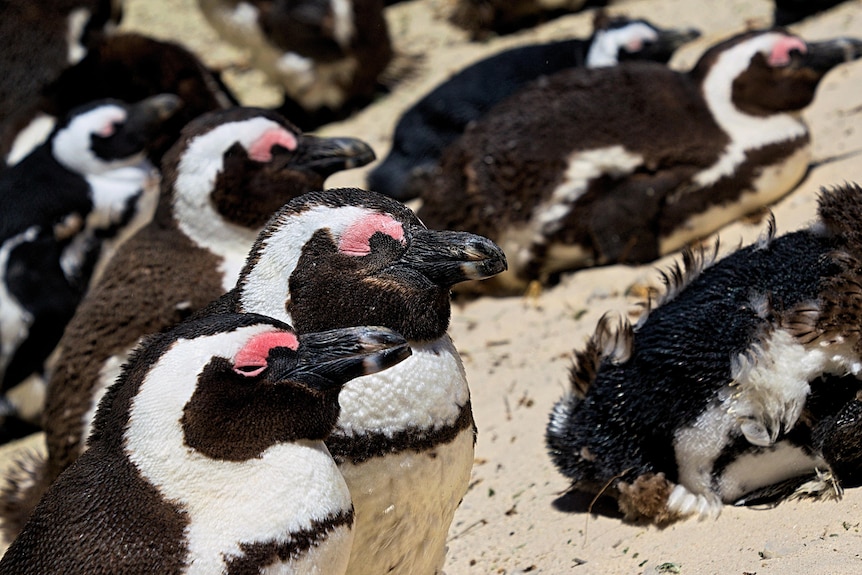 Penguins nestled on the beach. 