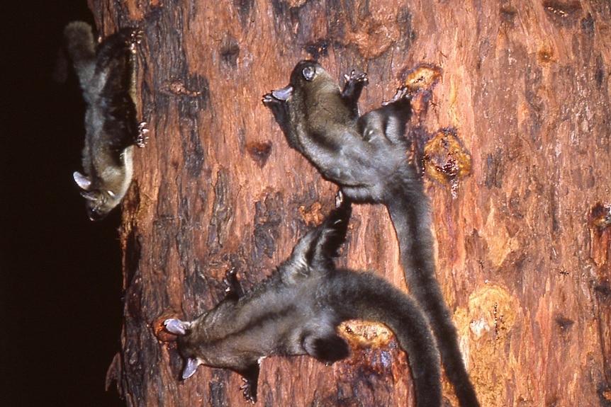 Un groupe de petits planeurs se nourrissant de la sève d'un arbre de bois rouge