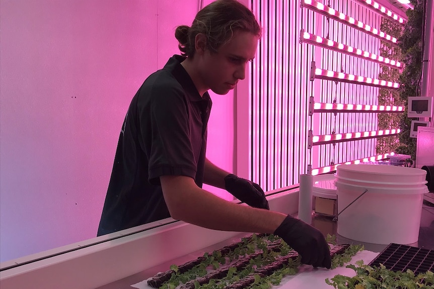 Master farmer Toby Clarke getting the seedling ready for planting.