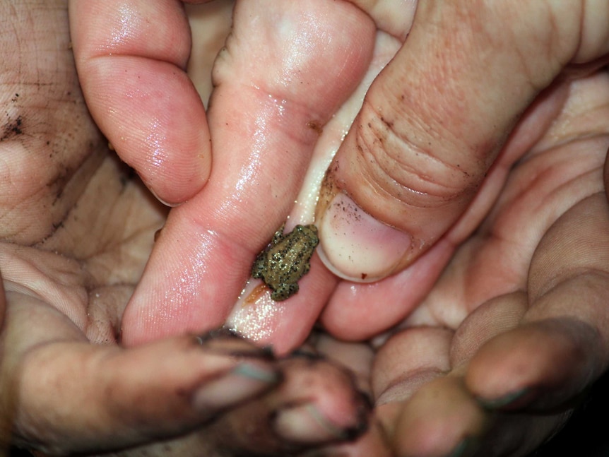 A baby white-bellied frog