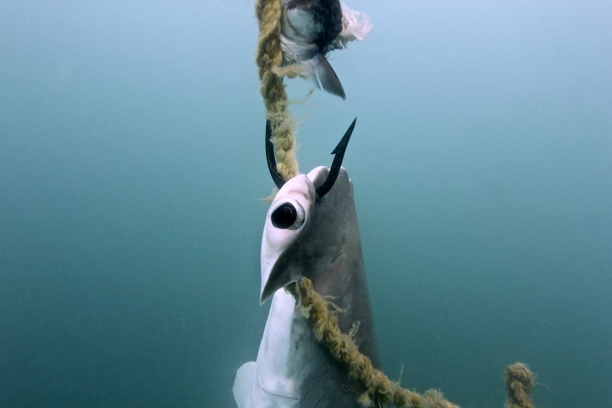 A dead scalloped hammerhead shark caught on a drumline off the coast of Magnetic Island.