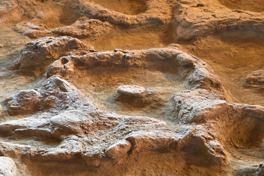 A close up of a dinosaur footprint in mud.