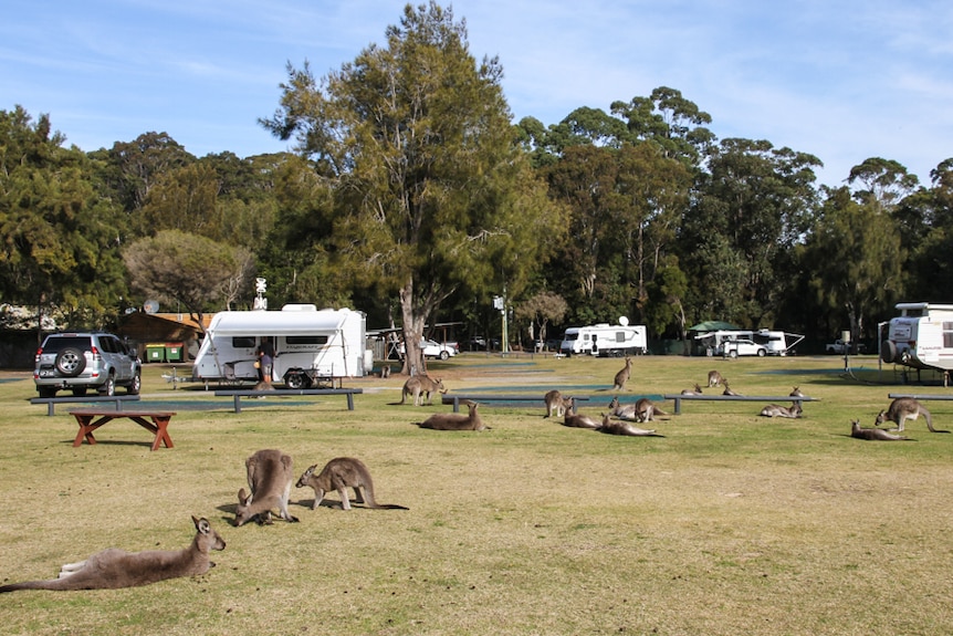 A campsite is strewn with kangaroos lazing about.