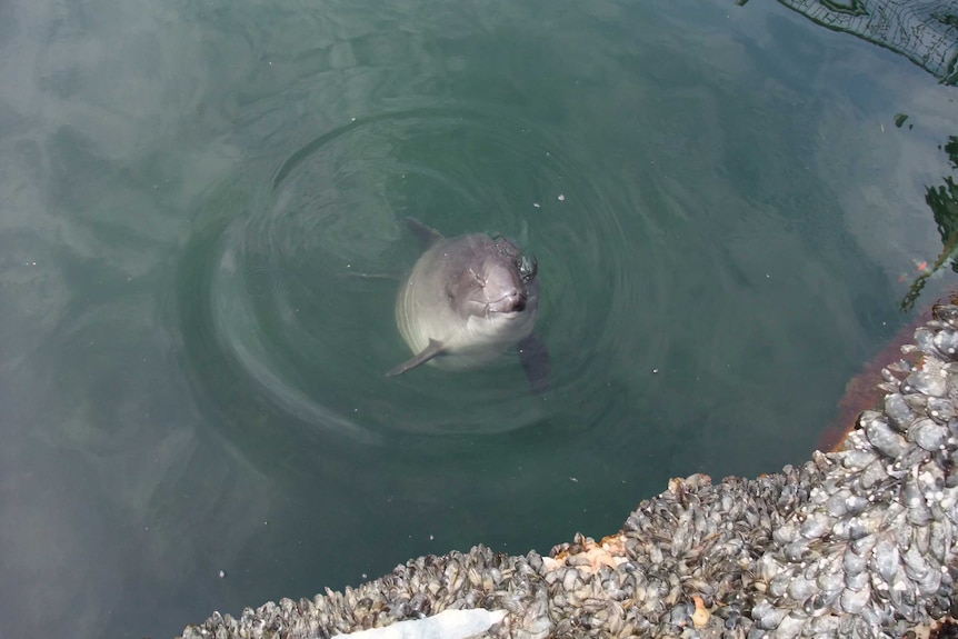 A harbour porpoise at the ocean surface next to an oil platform