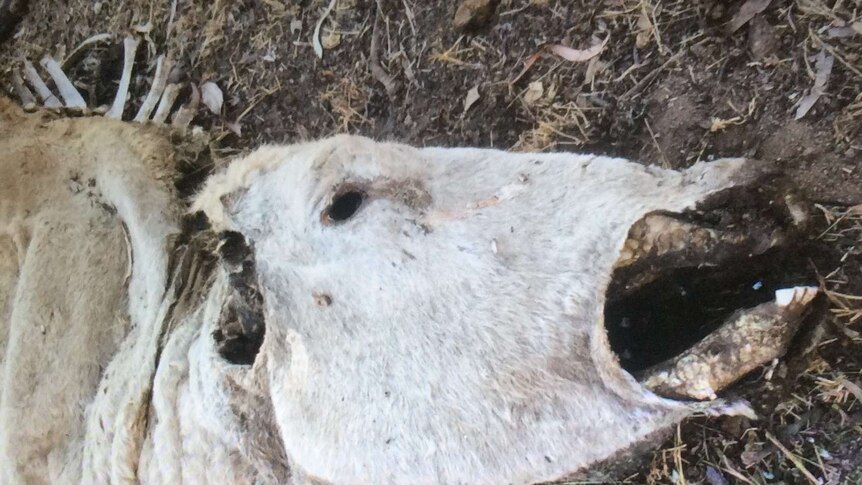 A dead cow laying in a paddock with its ears and tongue removed.
