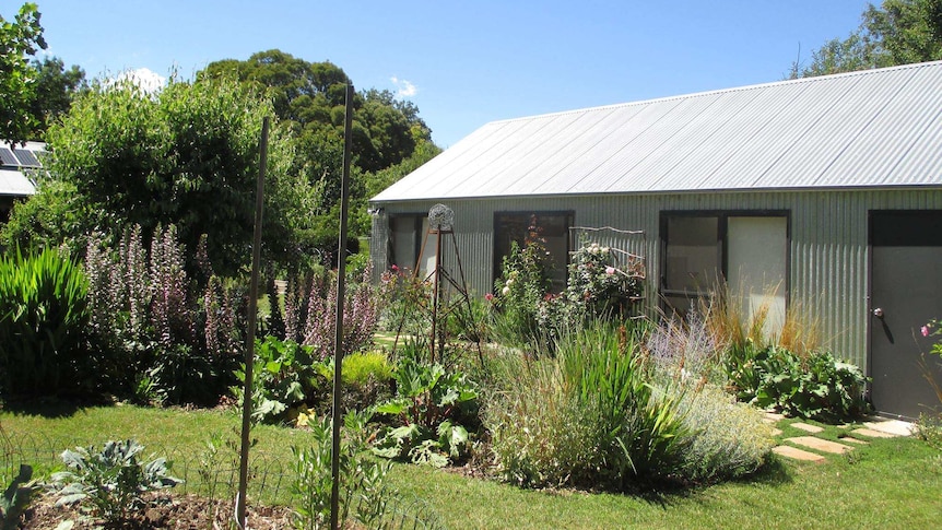 Vegetable garden and tin shed