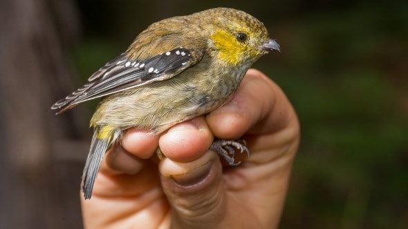 Male Forty-spotted Pardalote after being monitored and released