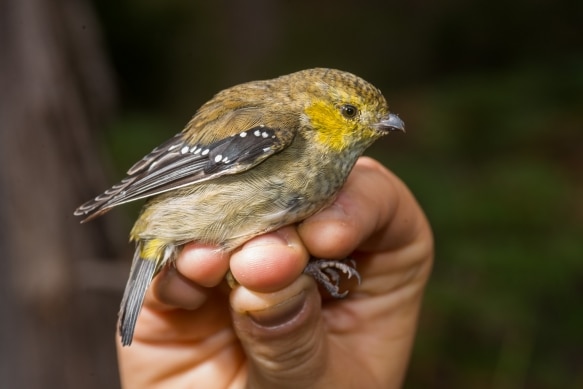 Male Forty-spotted Pardalote after being monitored and released