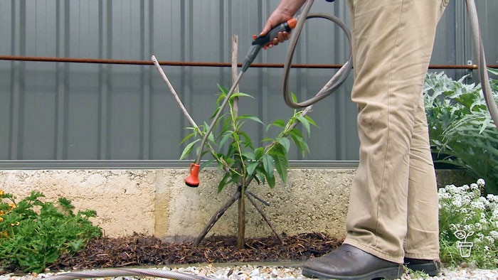 Person holding watering wand and watering plant that is tied to a crossed wooden support