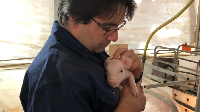 Man stands in piggery holding baby pig.