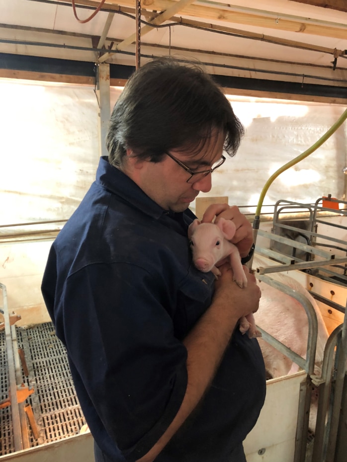 Man stands in piggery holding baby pig.