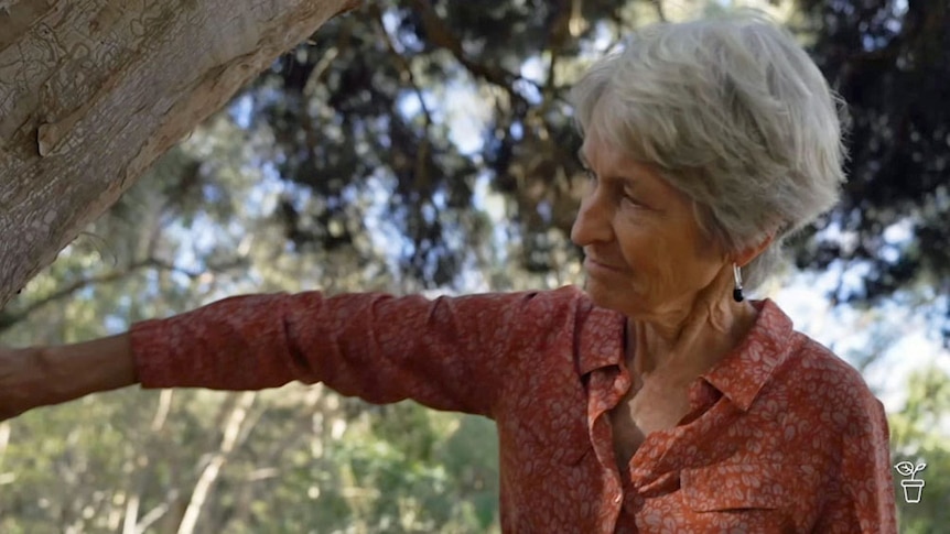 A lady looking at the bark of a tree in the bush.