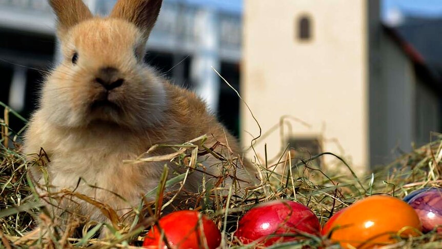 A rabbit sits in the grass at the so-called Easter Village in Cologne