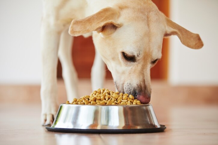 Faulty Gene May Help Explain Why Food obsessed Labradors Top Obesity 