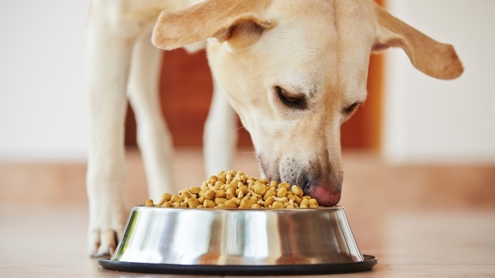 Labrador eating