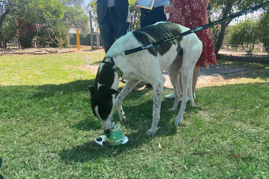 A white and black greyhound eats a small green cake off the ground