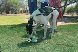 A white and black greyhound eats a small green cake off the ground