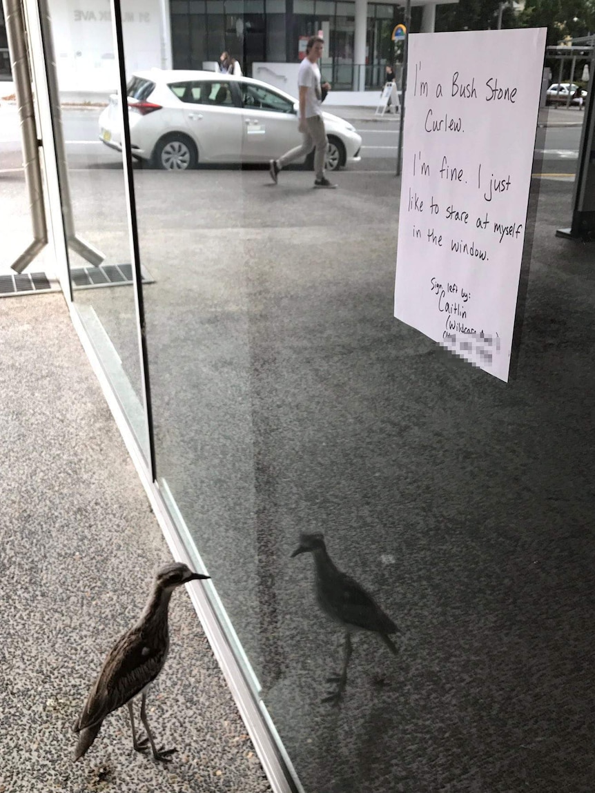 A bush stone-curlew looking at its reflection at QUT