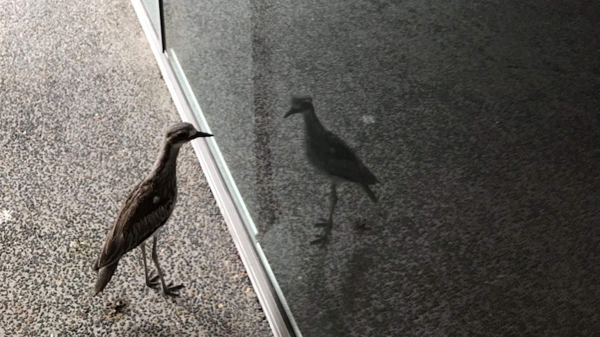 A bush stone-curlew looking at its reflection at QUT