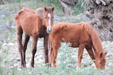 Some brumbies in Guy Fawkes River National Park are emaciated