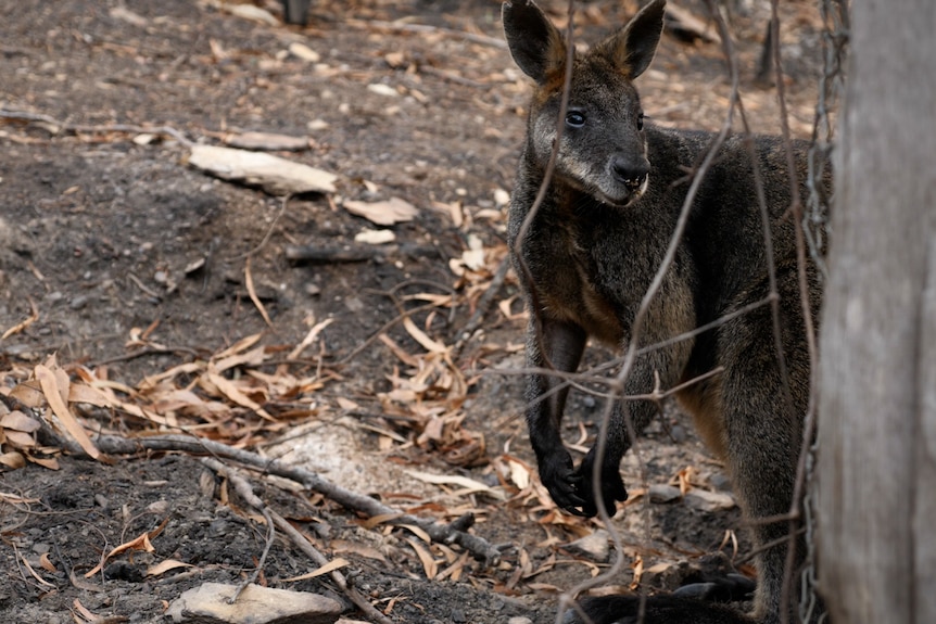Wallaby in burnt landscape