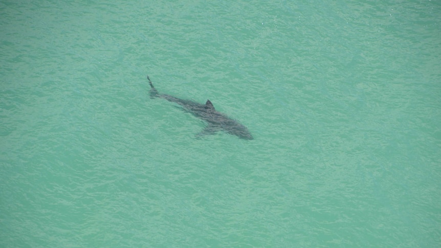 A four-metre shark cruises off the coast of Scarborough Beach, Perth. May 1, 2014.