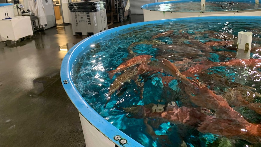 A large fibreglass tank is brimming with live red reef fish awaiting export from a loading facility.