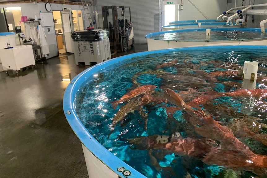 活珊瑚鳟鱼一直被认为是昆州海鲜产业“皇冠上的一颗明珠”。