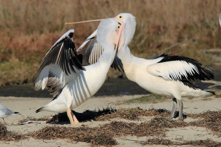 One pelican with its beak down another pelican's throat