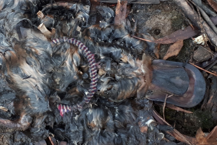 Dead platypus appears to have been choked by a hair tie.