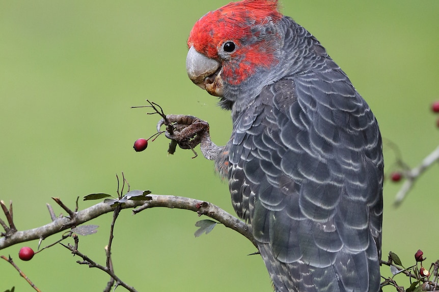 A parrot with a grey body and pink head sits on a branch holding a berry in one claw.