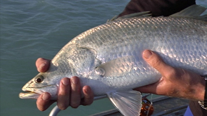 A fisherman holds a barramundi in his hands in Broome.