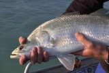 Barramundi is one of the main species fished in the new net-free zone.