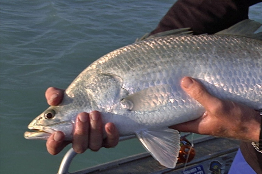 A fisherman holds a barramundi in his hands in Broome.