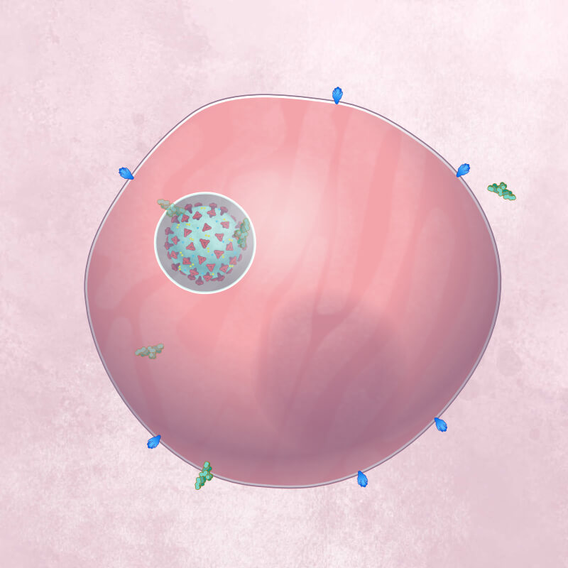Small green hydroxychloroquine molecules enter a cell and get into the endosome bubble containing the coronavirus particle.