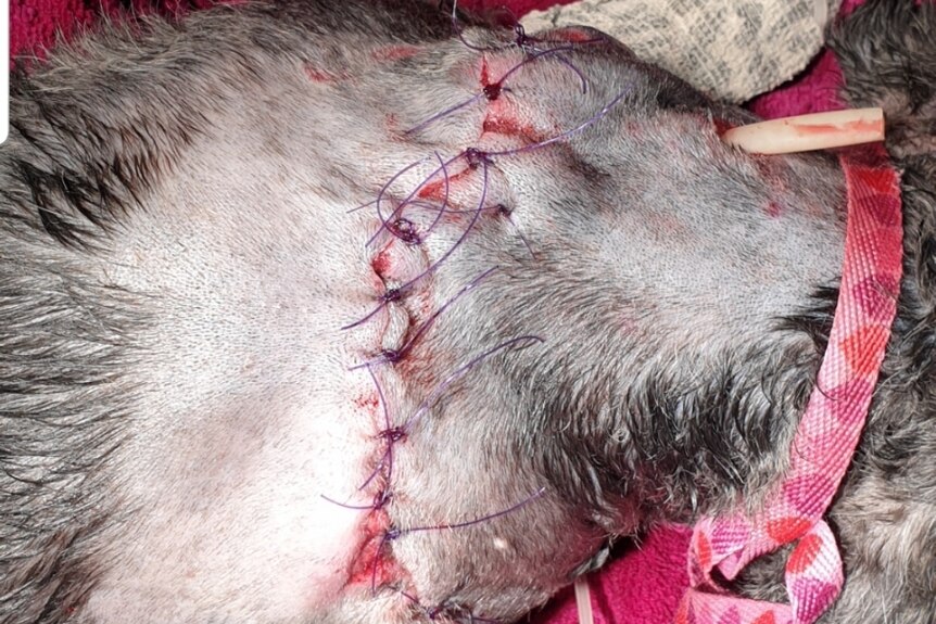 Henry the dog lies down on a blanket with stitches across his back.