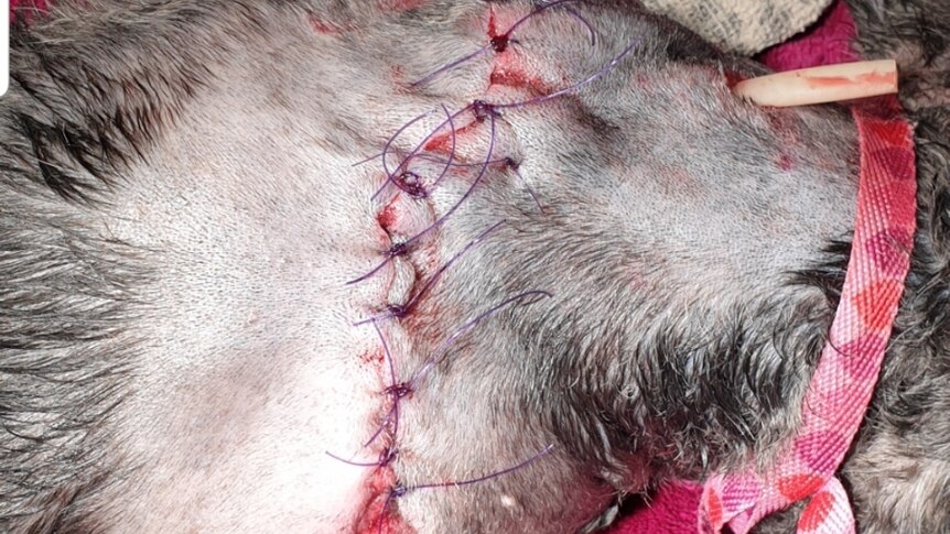 Henry the dog lies down on a blanket with stitches across his back.