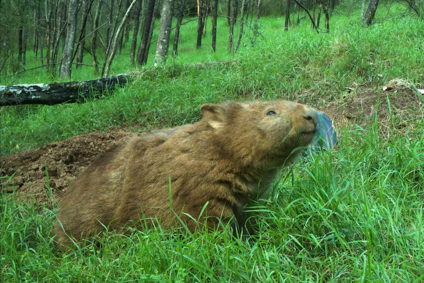 A lone wombat in thick grass near an artificial burrow.
