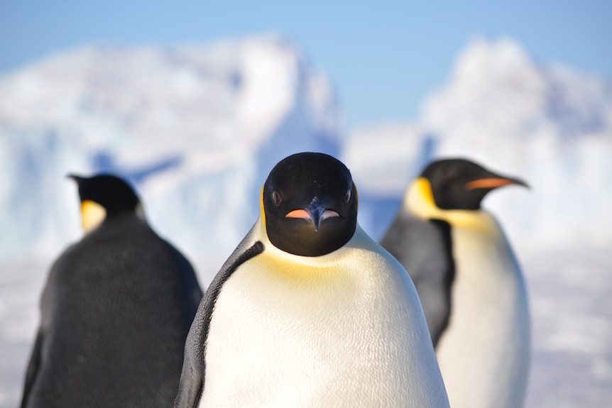 Three emperor penguins standing.