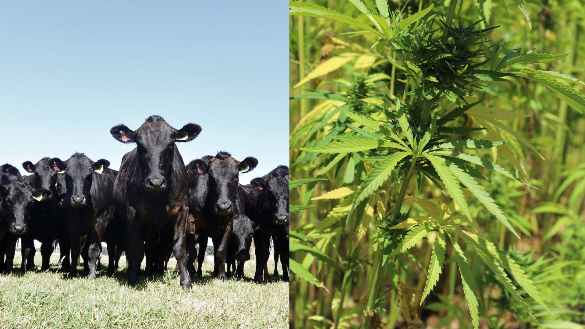 Photo of wagyu flock next to photo of hemp crop.