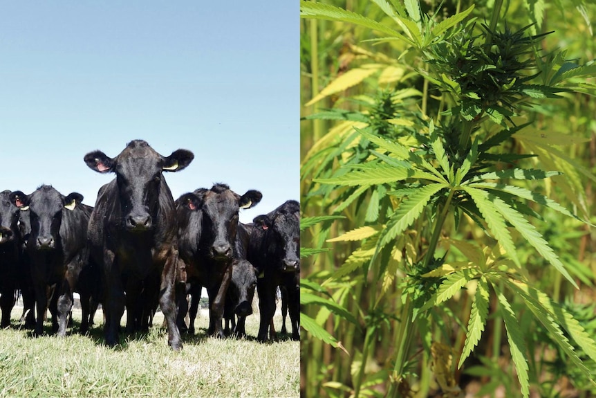 Photo of wagyu flock next to photo of hemp crop.