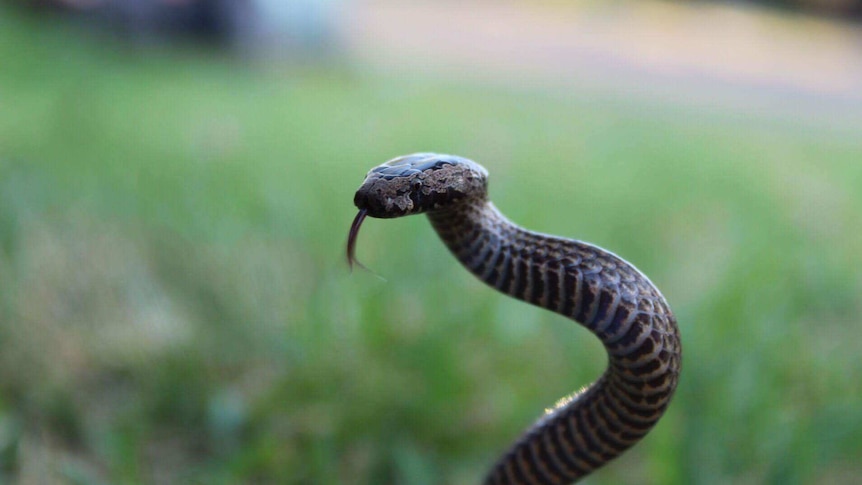 The unseasonably warm winter has kept snake catchers in Sydney busy.