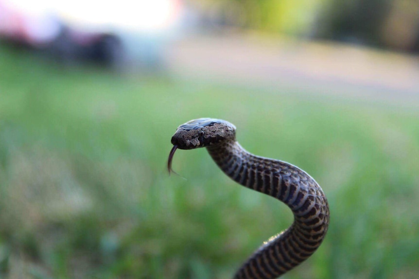 Snake rearing up in a backyard