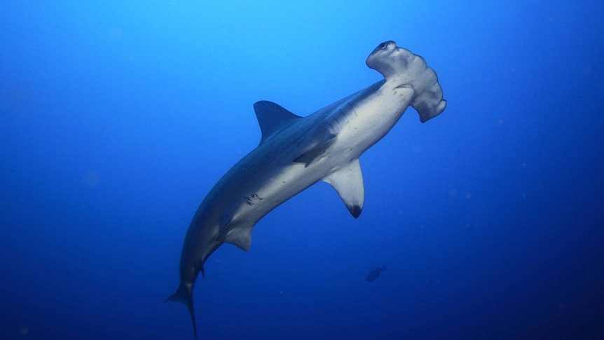 Scalloped hammerhead shark in the ocean seen from underneath.