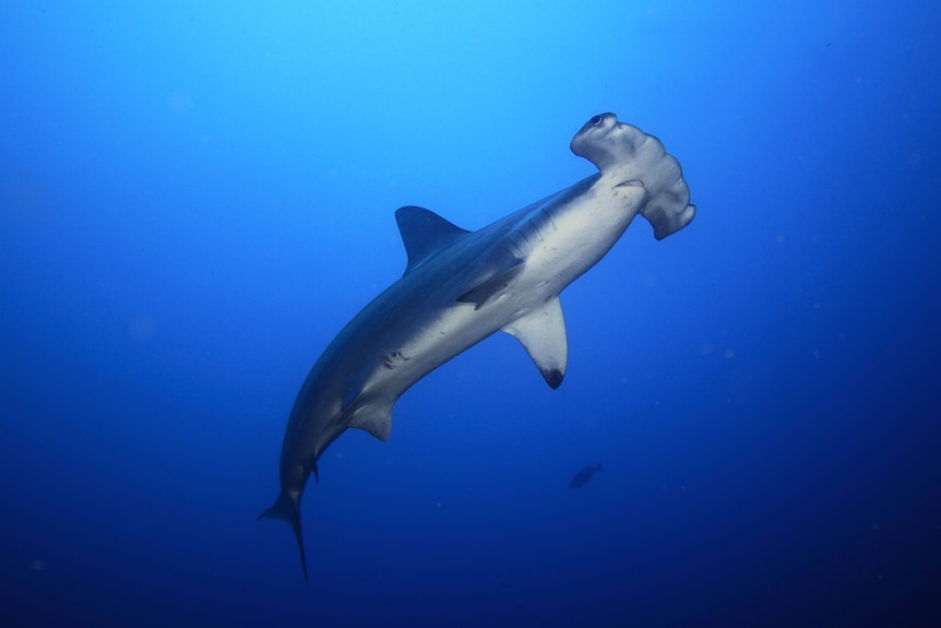 Scalloped hammerhead shark in the ocean seen from underneath.