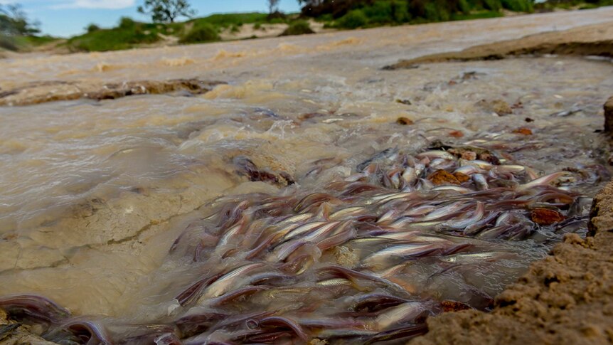 In very shallow waters, hundreds of small silver fish haul themselves upstream.