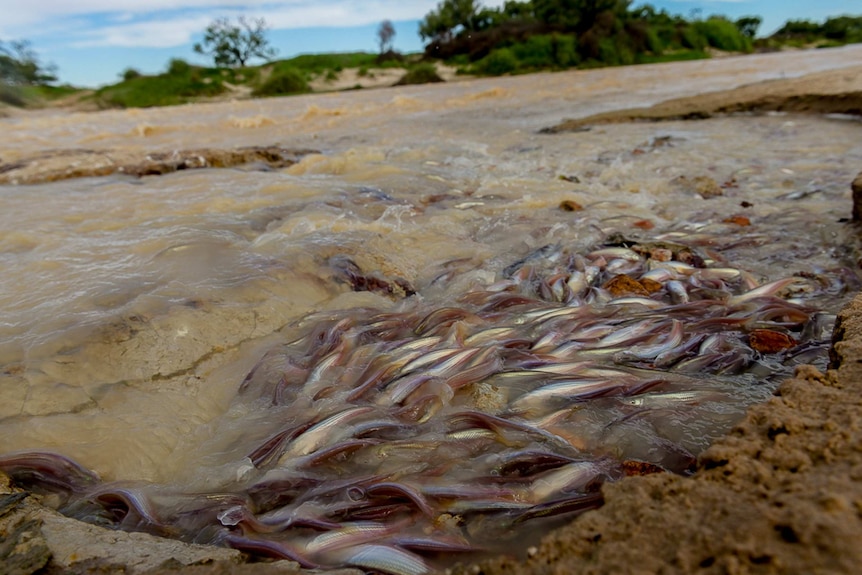 In very shallow waters, hundreds of small silver fish haul themselves upstream.