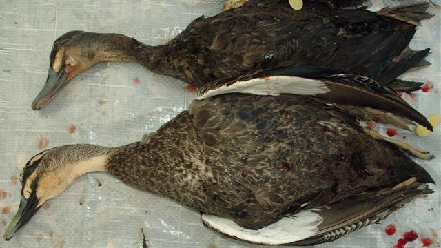 A duck (top) that environmental activist Anthony Murphy tried to save after it was shot