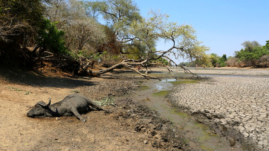 The carcass of a buffalo lies on the edges of a dried watering hole in Zimbabwe